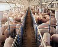 pigs-missouri-factory-farm